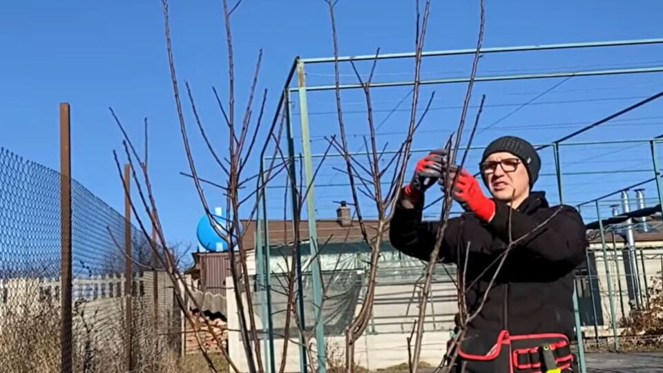 Без обрізання дерево просто "жене" вертикальні гілки вгору, на яких майже не закладаються плоди