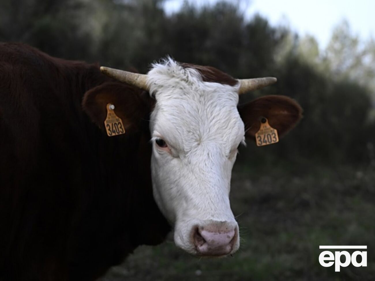 Причиной массового забоя коров, свиней и коз может быть опасная инфекция – ящур