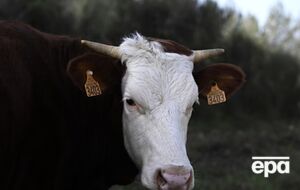 Причиной массового забоя коров, свиней и коз может быть опасная инфекция – ящур