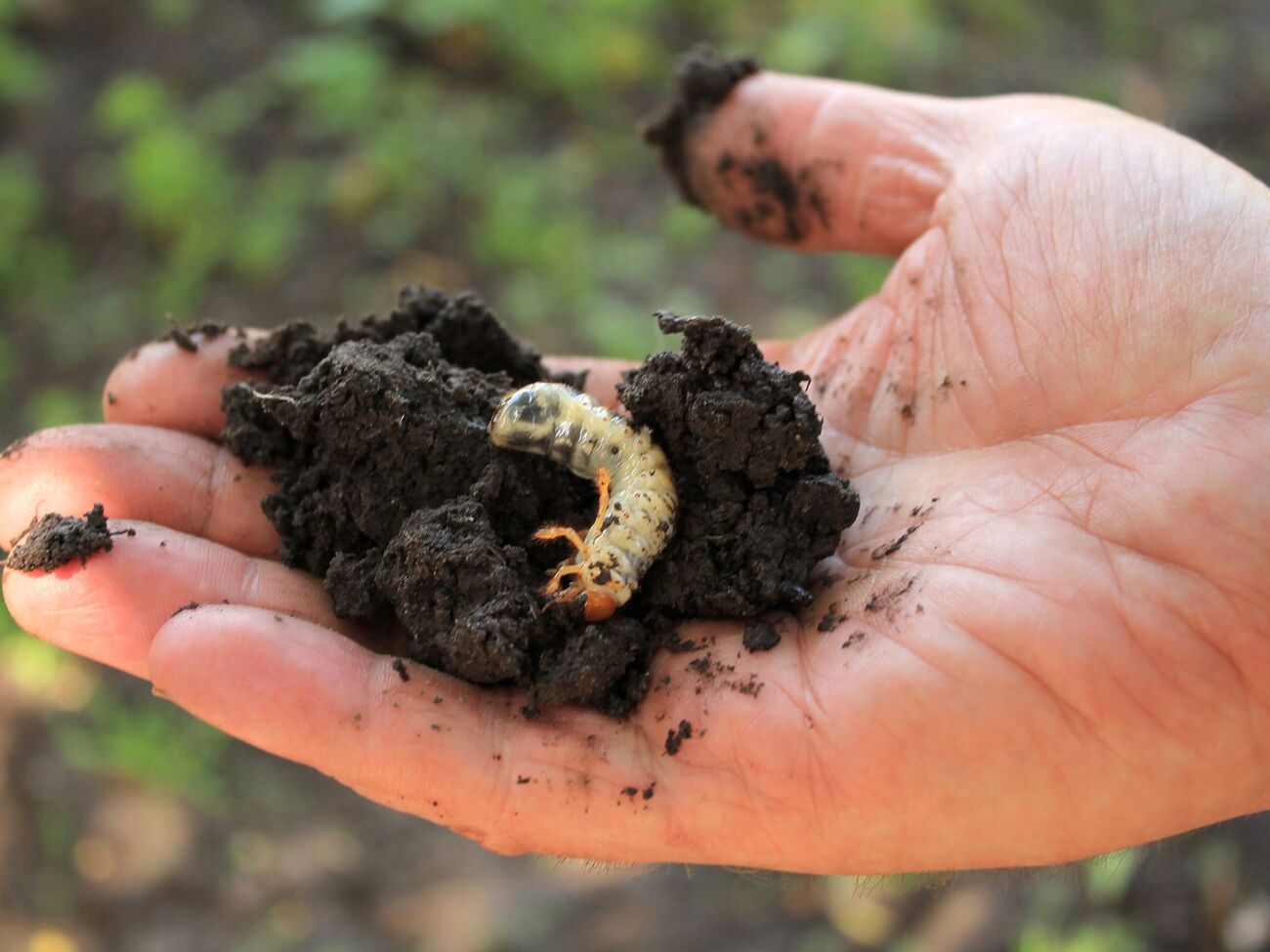 Майские жуки не будут угрожать урожаю