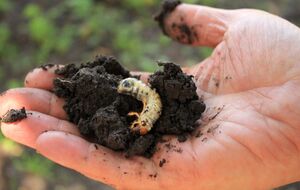 Майские жуки не будут угрожать урожаю