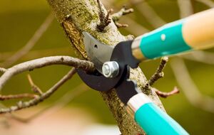 Если дерево уже запущено, максимально оставляйте длинные побеги и постепенно переводите рост в плодовую нагрузку