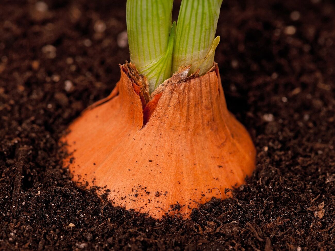 Подкармливать лук необходимо в период, когда начинает активно формироваться головка