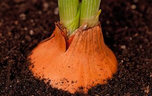 Подкармливать лук необходимо в период, когда начинает активно формироваться головка