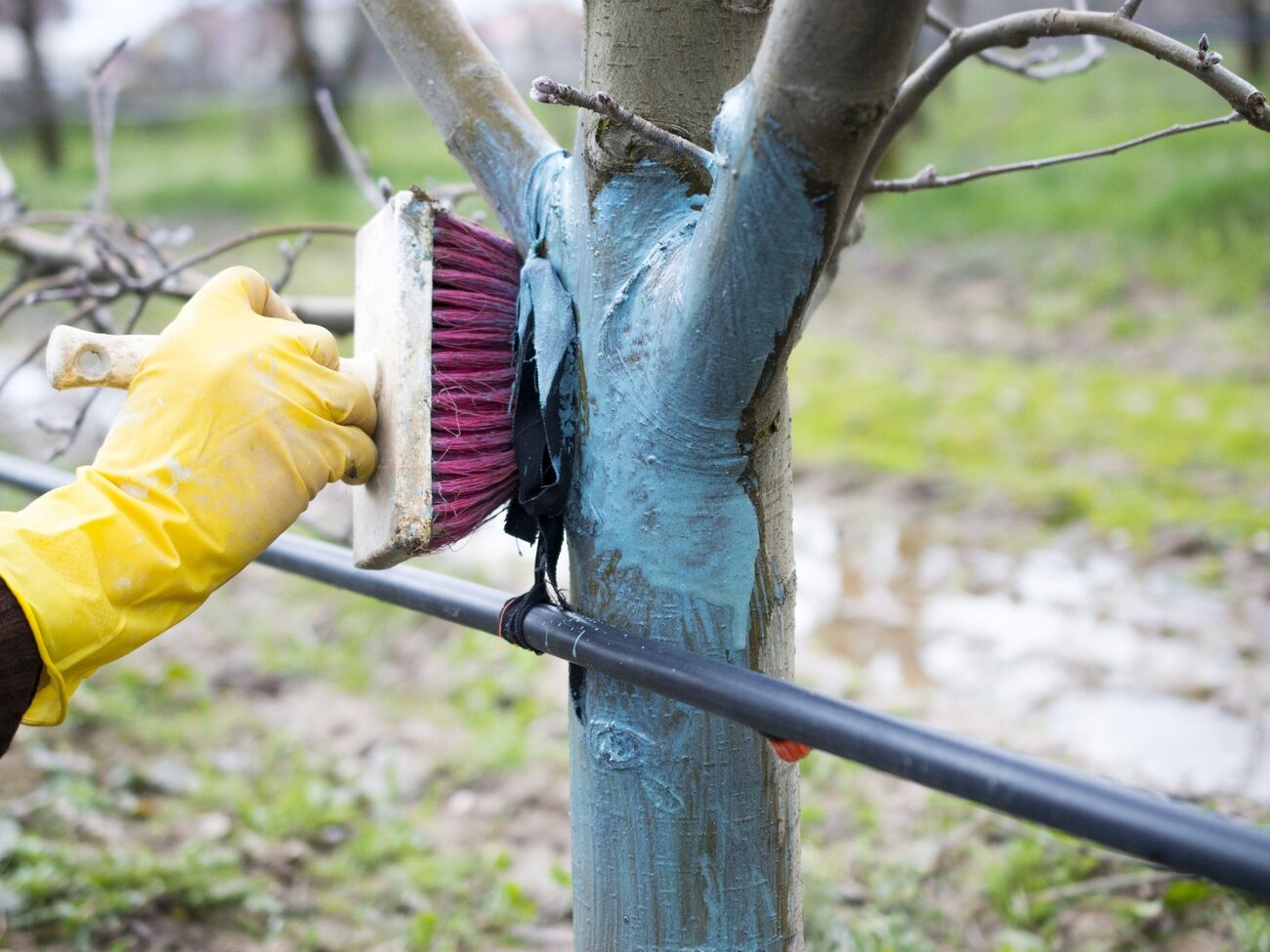 Яблони нужно обработать весной