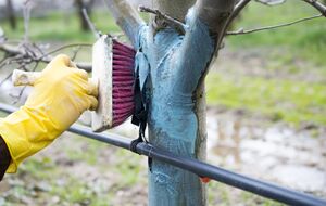 Яблони нужно обработать весной