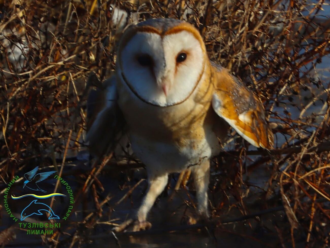 Особенностью сипухи является сердцевидный лицевой диск, а не круглый, как у большинства других сов