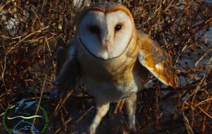 Особенностью сипухи является сердцевидный лицевой диск, а не круглый, как у большинства других сов