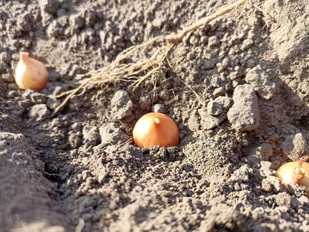 Многие при выращивании лука допускают ошибку: покупают севок и сразу втыкают его в землю