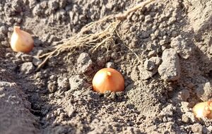 Многие при выращивании лука допускают ошибку: покупают севок и сразу втыкают его в землю