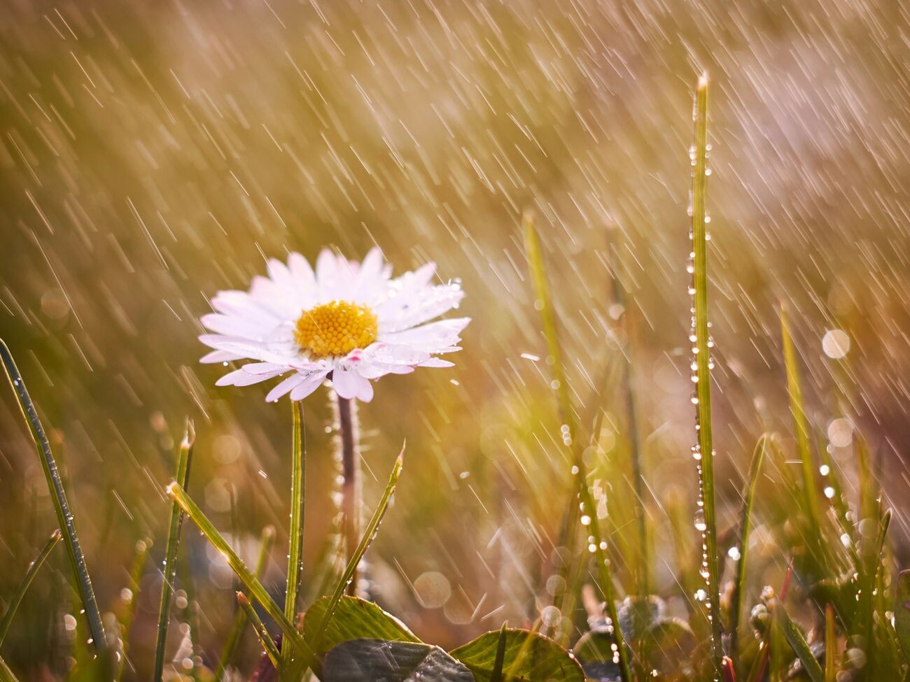 Неделя в Украине начнется с солнечной погоды, в середине недели будет дождь, а в выходные местами может выпасть мокрый снег