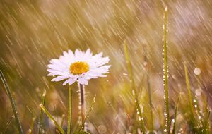 Неделя в Украине начнется с солнечной погоды, в середине недели будет дождь, а в выходные местами может выпасть мокрый снег