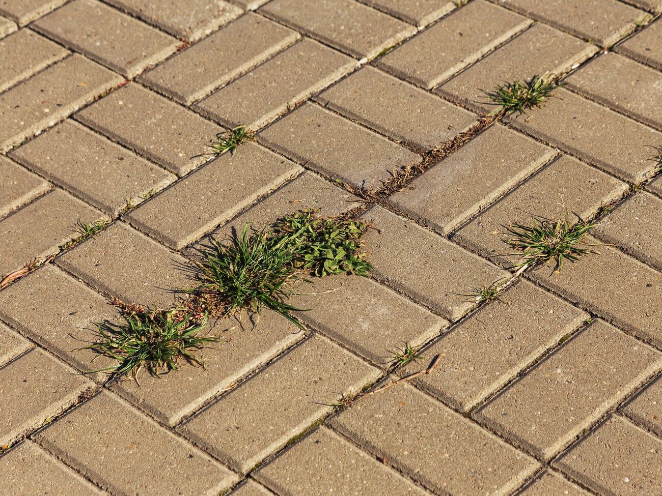 Для борьбы с сорняками можно использовать кипяток и соль