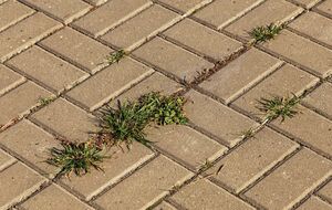 Для борьбы с сорняками можно использовать кипяток и соль