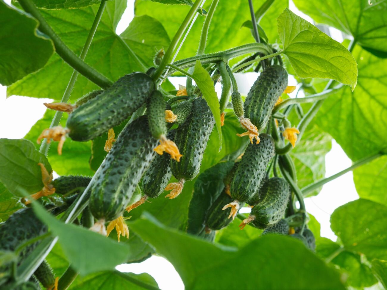 Плоды огурцов порадуют качеством