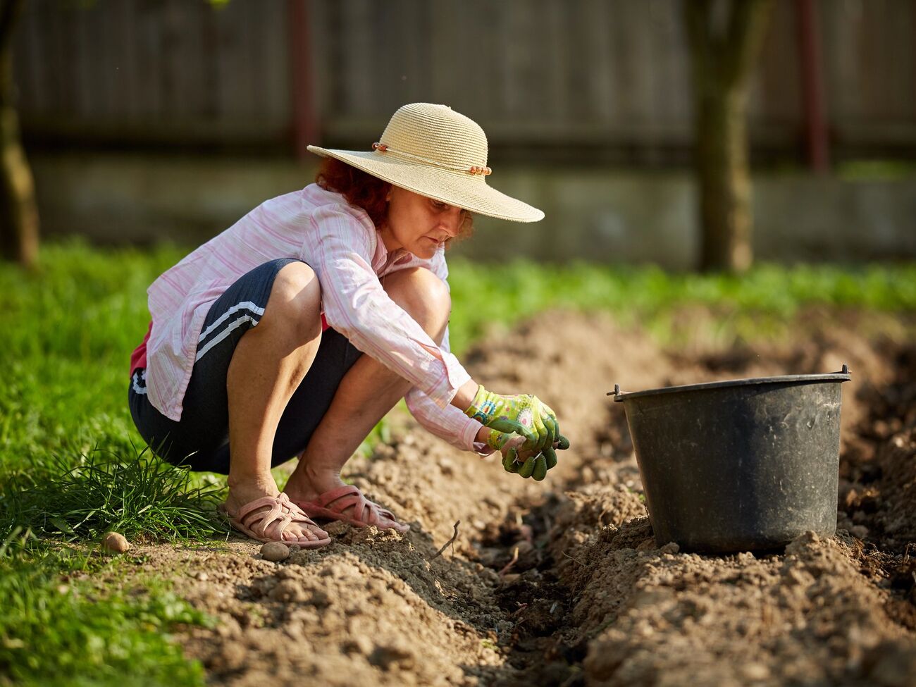 Картофель можно высаживать при относительно теплой погоде