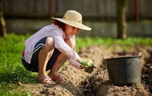 Картофель можно высаживать при относительно теплой погоде