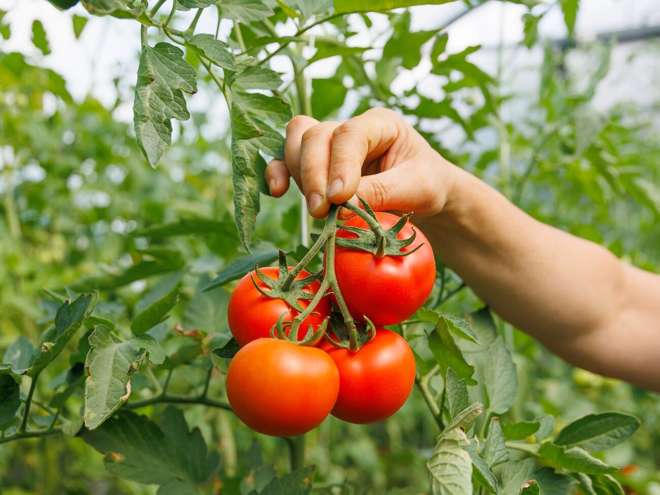 Цей сорт томатів можна виростити без проблем