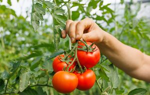 Цей сорт томатів можна виростити без проблем