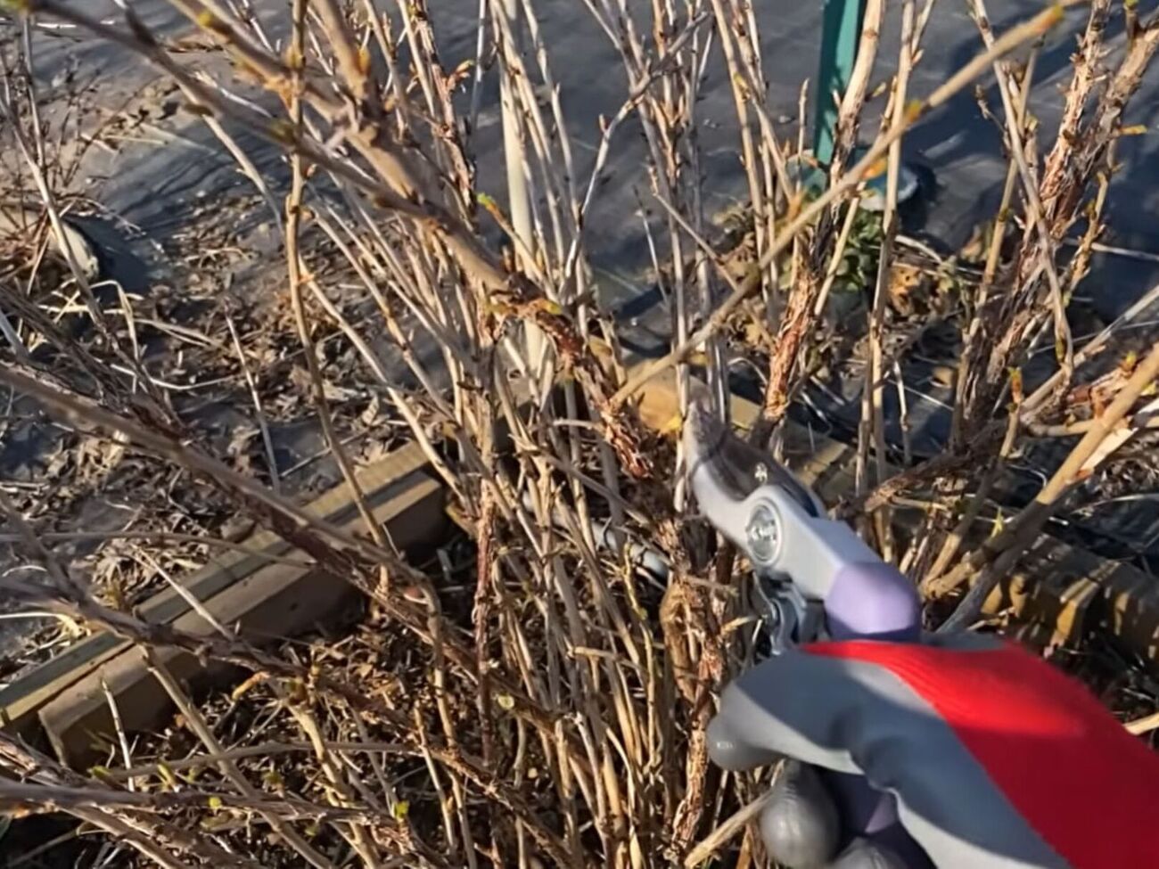 Старые ветки нужно удалять как можно ближе к земле