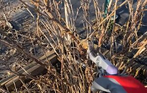 Старі гілки потрібно видаляти якомога ближче до землі