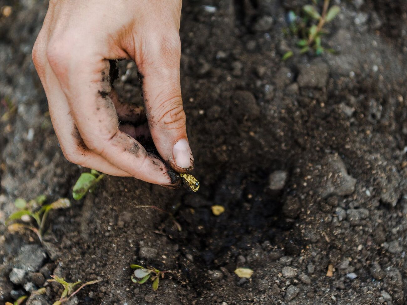 Лучше убедиться заранее, что семена взойдут