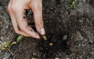 Лучше убедиться заранее, что семена взойдут
