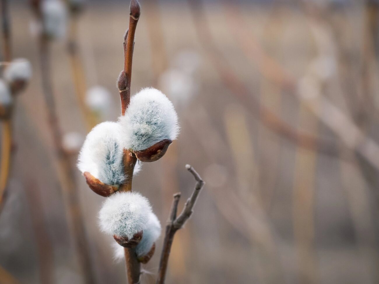 Если на Благовещение пойдет дождь, значит, будет богатый урожай ржи и грибов