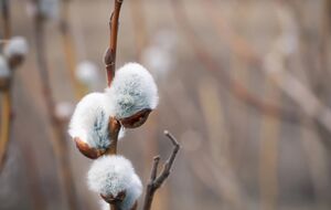 Если на Благовещение пойдет дождь, значит, будет богатый урожай ржи и грибов