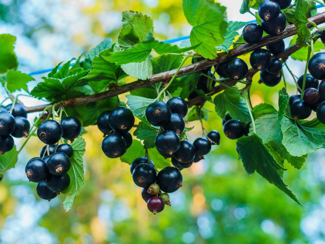 Кусты смородины будут обильно плодоносить