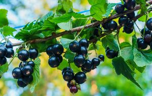 Кусты смородины будут обильно плодоносить