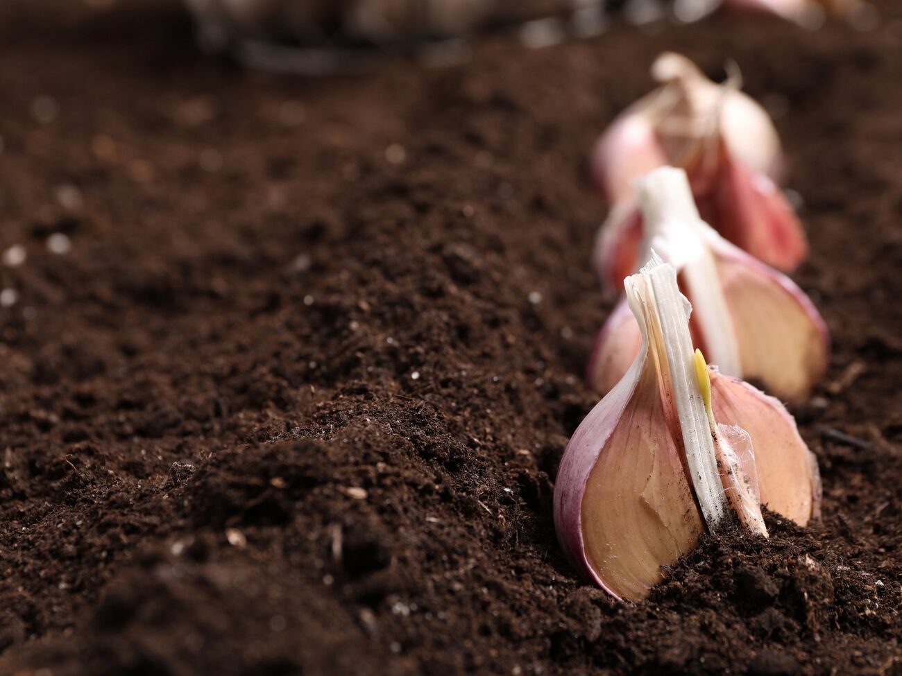 Весной чесноку нужен азот