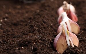Весной чесноку нужен азот