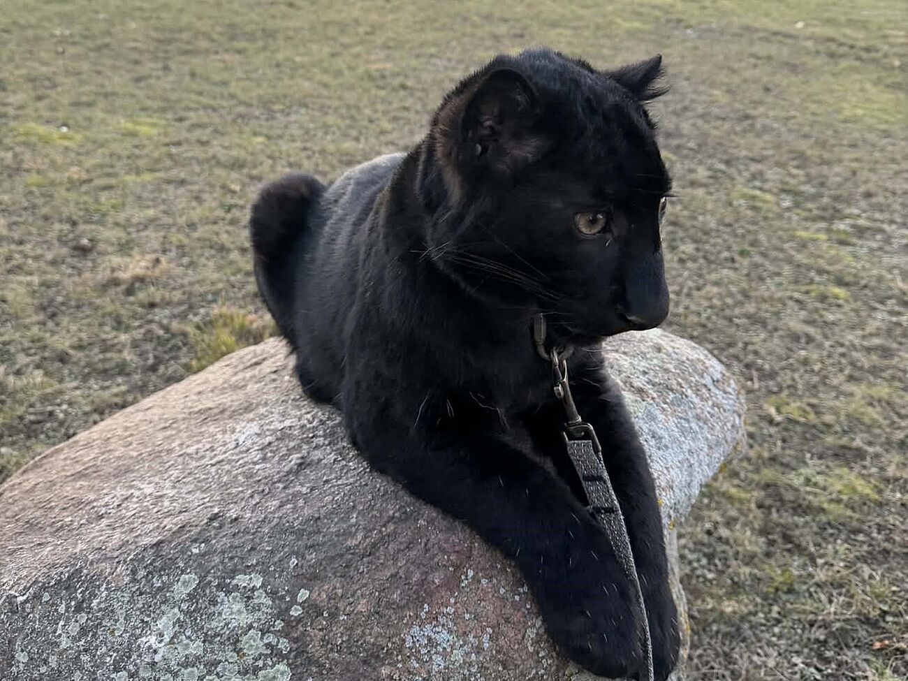 Посетители парка смогут увидеть Геру уже с первых выходных апреля