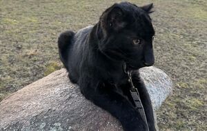 Посетители парка смогут увидеть Геру уже с первых выходных апреля