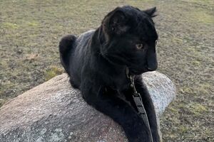 Відвідувачі парку зможуть побачити Геру вже з перших вихідних квітня