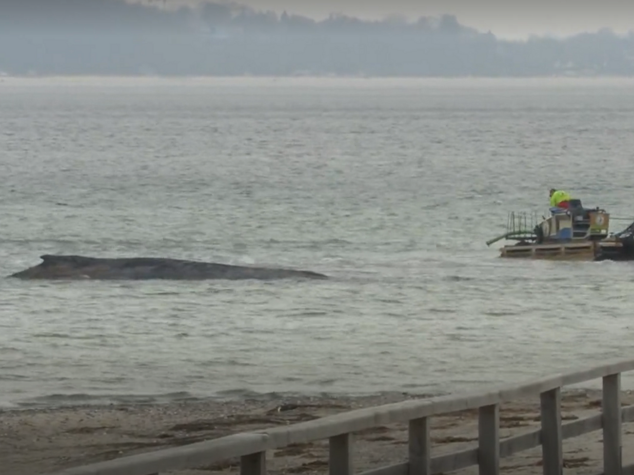 На мели Балтийского моря застрял 10-метровый горбатый кит, вероятно, молодой самец