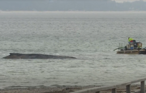 На мели Балтийского моря застрял 10-метровый горбатый кит, вероятно, молодой самец