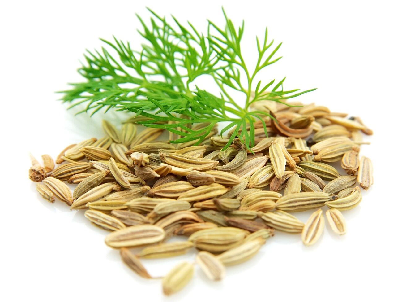 Семена укропа перед посевом нужно активировать