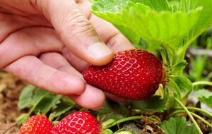 Для клубники необходимы комфортные условия роста