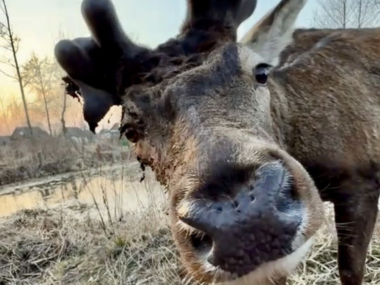 У Бориса – серьезная травма ноги, его сочли нетранспортабельным