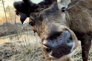 У Бориса – серйозна травма ноги, його визнали нетранспортабельним