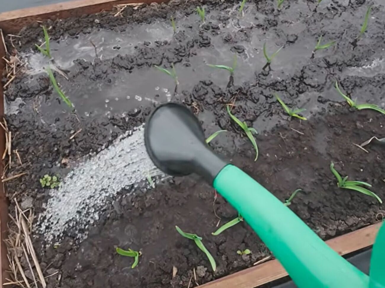 Подкормку нужно вносить, когда на чесноке появилось два-три листочка