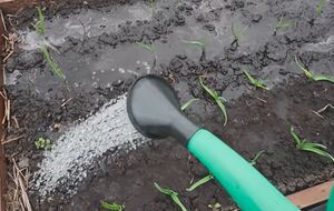 Подкормку нужно вносить, когда на чесноке появилось два-три листочка