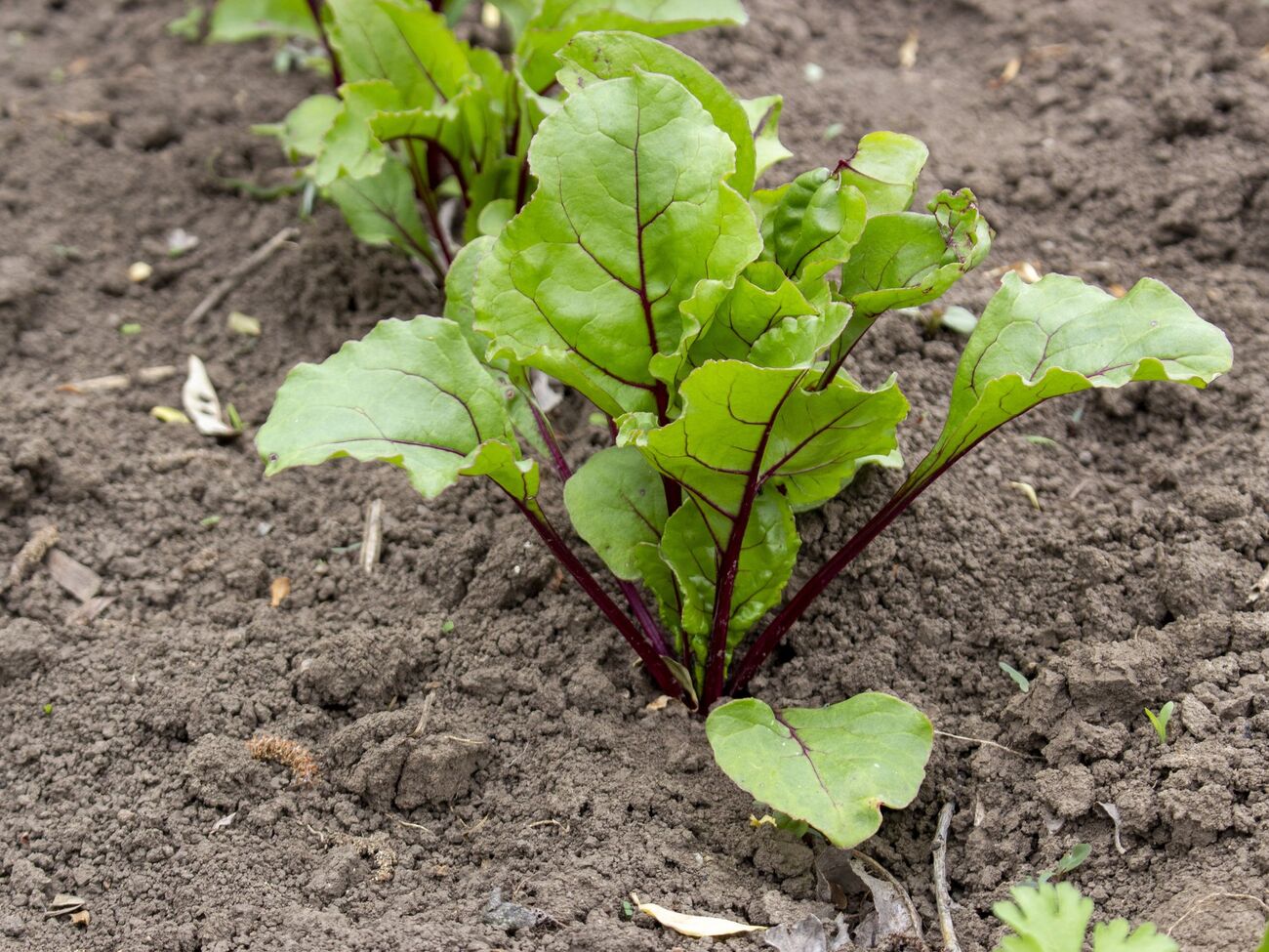 Грядки свеклы будут аккуратными