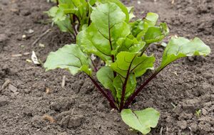 Грядки свеклы будут аккуратными