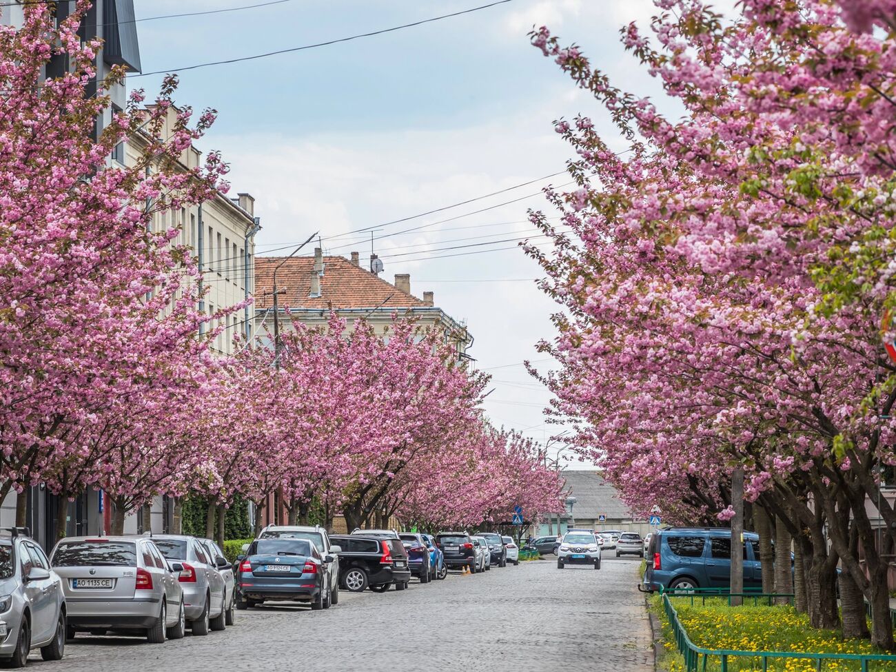 Сакуры цветут только один раз в году