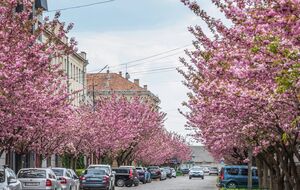 Сакуры цветут только один раз в году