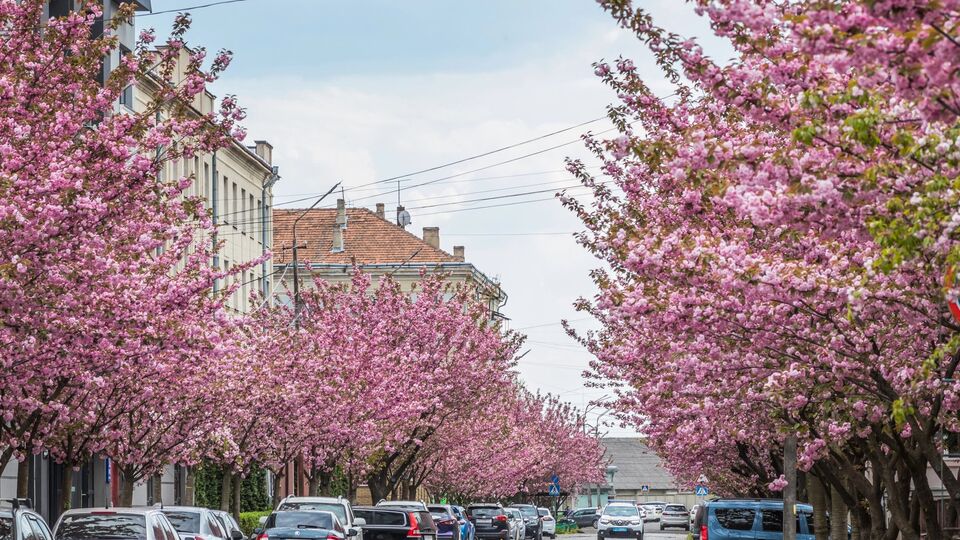 Сакури цвітуть лише раз на рік