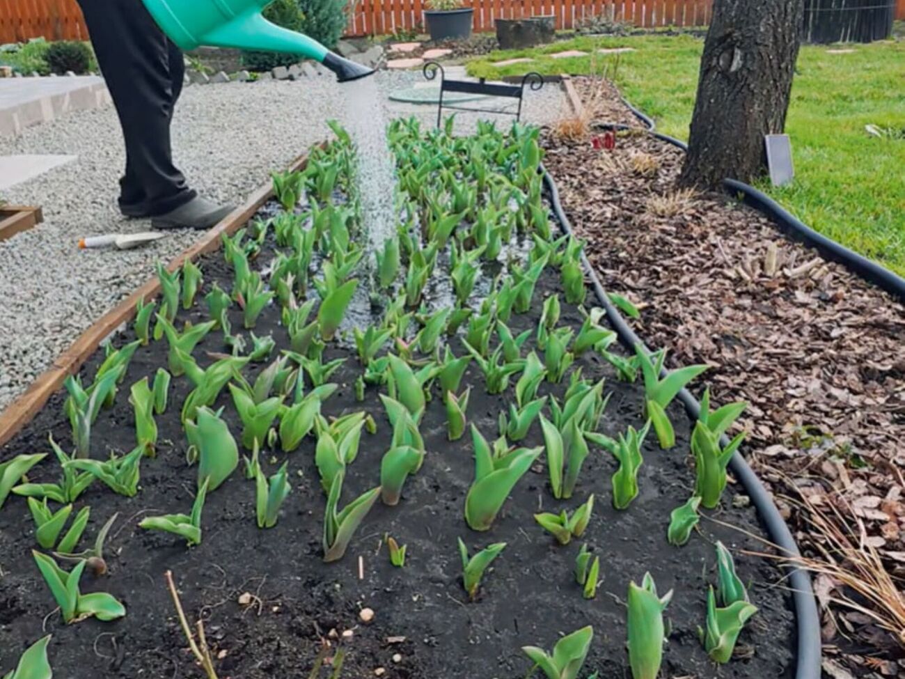 Обязательно полейте цветы перед внесением удобрения, иначе даже самая лучшая подкормка не гарантирует результат